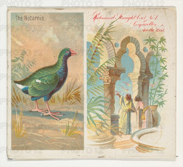The Notornis, from Birds of the Tropics series (N38) for Allen & Ginter Cigarettes, 1889.