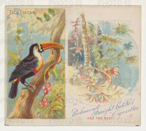 Toco Toucan, from Birds of the Tropics series (N38) for Allen & Ginter Cigarettes, 1889.