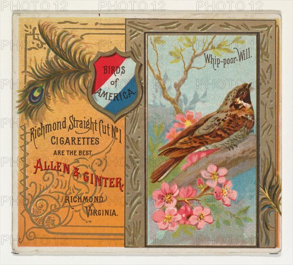 Whip-poor Will, from the Birds of America series (N37) for Allen & Ginter Cigarettes, 1888.