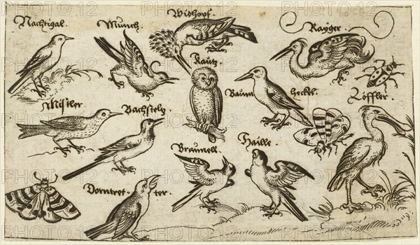 Twelve types of birds, including an owl and pelican, individually labelled and positioned on a minimal ground surrounded by a moth, butterfly, and ladybug, 1572. From Douce Ornament Prints Album I.