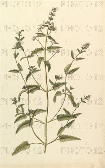 Botanical Study with a Species of the Nettle Family (genus Urtica), ca. 1820.