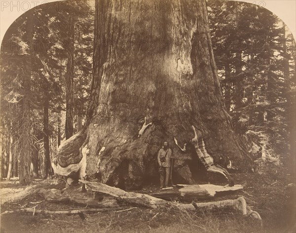 Section of Grisly Giant, Mariposa Grove, 1861.