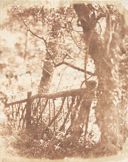 Tree at Colinton, 1843-47.