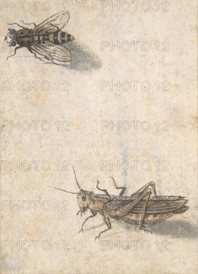 A Grasshopper and a Bee, 17th century (?). Creator: Anon.