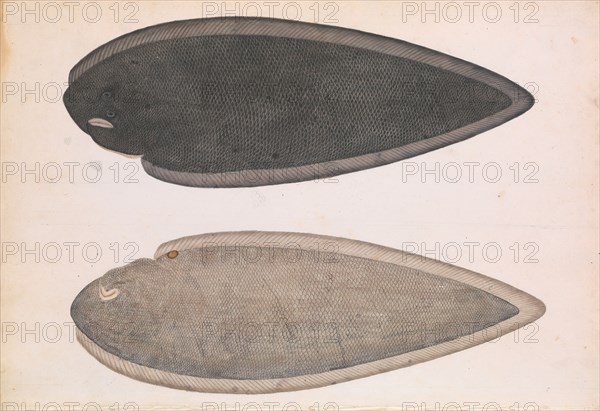 Two Sides of a Bengal River Fish, ca. 1804. Creator: Unknown.