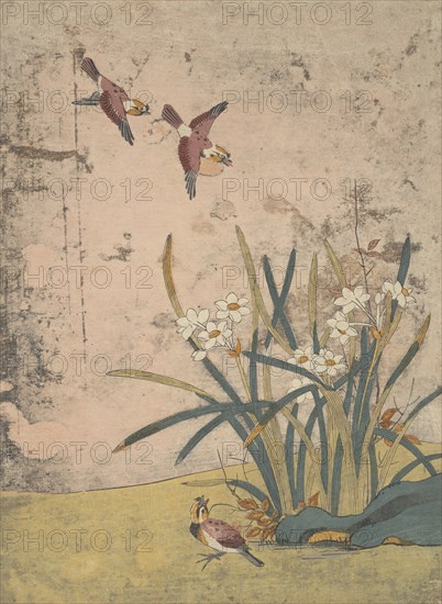 Birds and Narcissus. Creator: Suzuki Harunobu.
