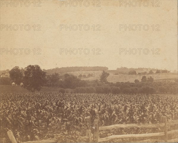 [Cornfield in Back of the Barn], 1883., 1883. Creator: Thomas Eakins.