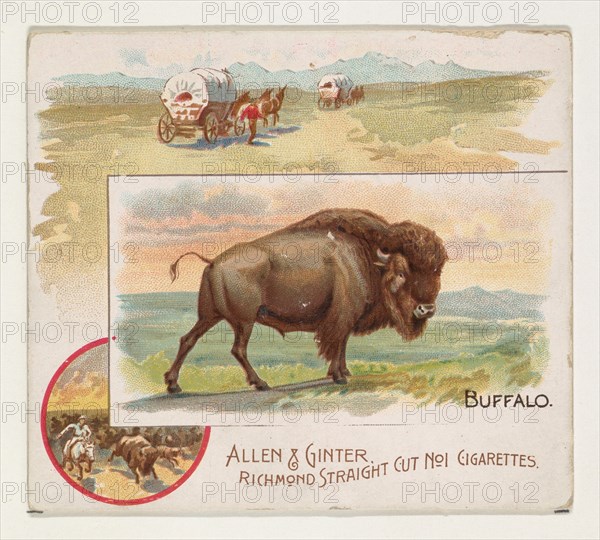 Buffalo, from Quadrupeds series (N41) for Allen & Ginter Cigarettes, 1890.