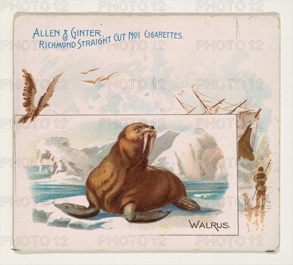 Walrus, from Quadrupeds series (N41) for Allen & Ginter Cigarettes, 1890.