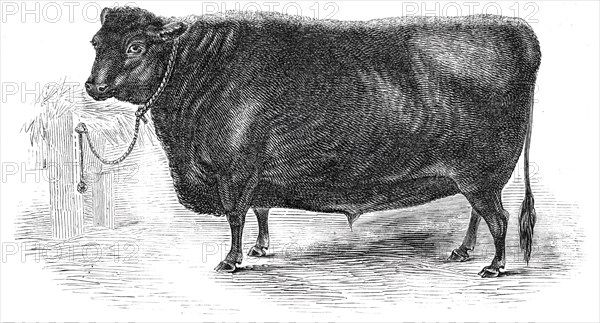 Prince Albert's Angus polled ox