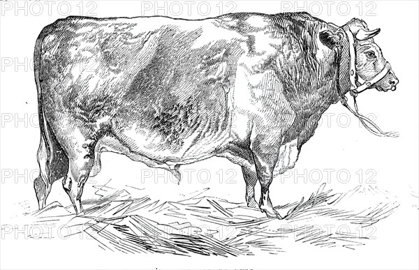 Mr. W. Fould's short-horned bull, 1844. Creator: Unknown.