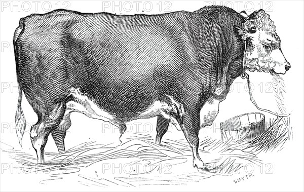 Mr. W. Perry's Hereford bull, 1844. Creator: Unknown.