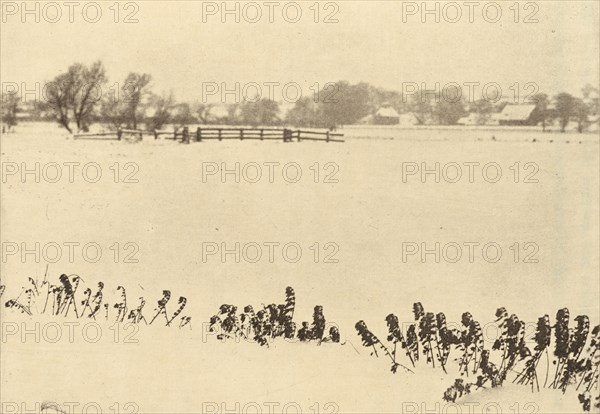 Marsh Weeds, in or before 1895.