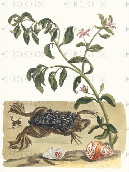 Cresson. From the Book Metamorphosis insectorum Surinamensium, 1705. Private Collection.