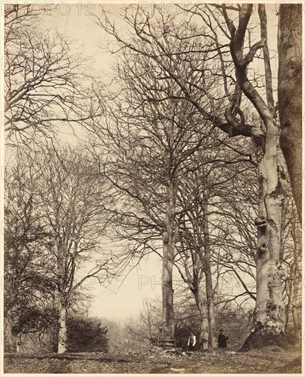 Queen Adelaide's Beech, 1864.