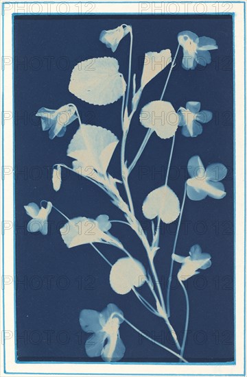 Untitled, c. 1900.