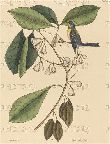 The Finch Creeper (Parus americanus), published 1731-1743.