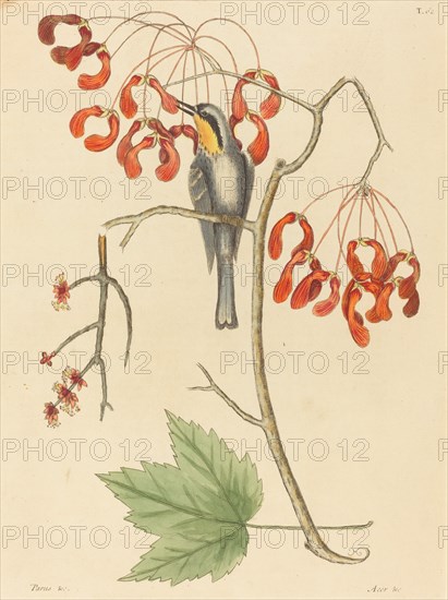 The Yellow Throated Creeper, published 1754.