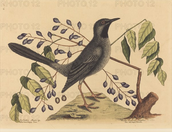 The Red Legged Thrush (Turdus plumbeus), published 1731-1743.