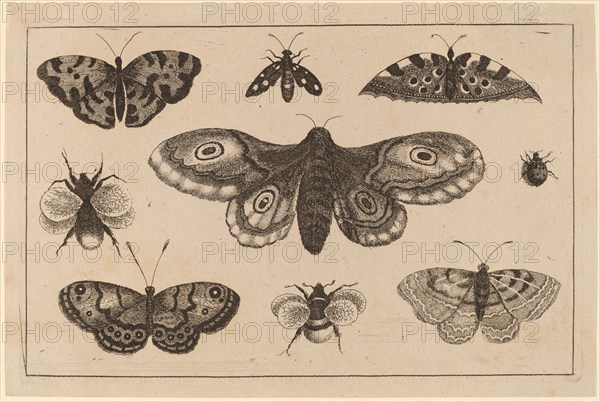 Moth, Butterflies, and Bees.