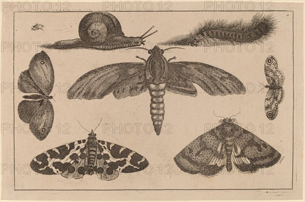 Six Insects, a Caterpillar, and a Snail.