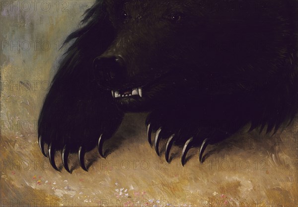 Weapons and Physiognomy of the Grizzly Bear, 1846-1848.