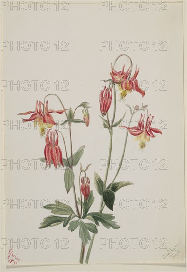 Red Columbine (Aquilegia formosa), 1897.