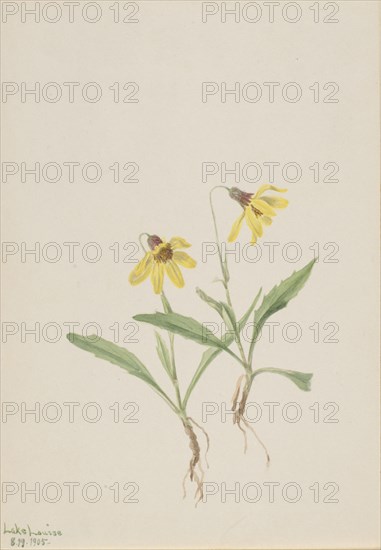 Lake Louise Arnica (Arnica louisiana), 1905.