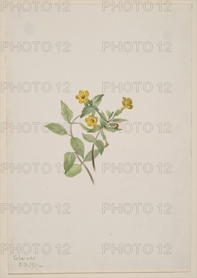 Musk-Flower (Mimulus moschatus), 1911.
