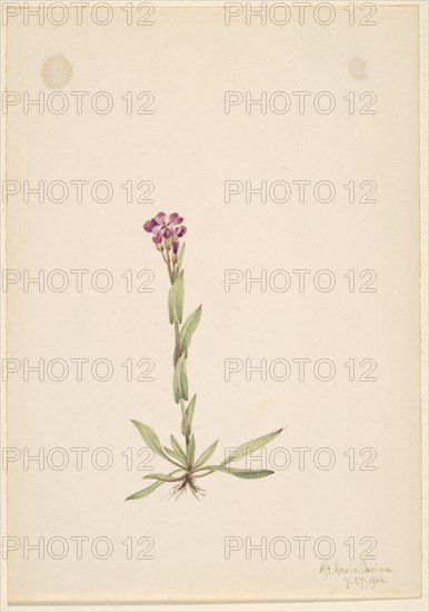 Arabis lyallii, 1916.