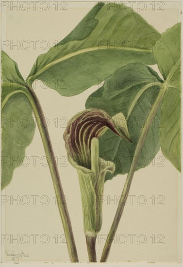 Jack-in-the-pulpit (Arisaema triphyllum), 1917.