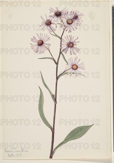 Showy Aster (Aster conspicuus), 1917.