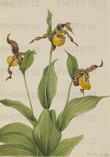 Small Yellow Ladyslipper (Cypripedium parviflorum), 1917.