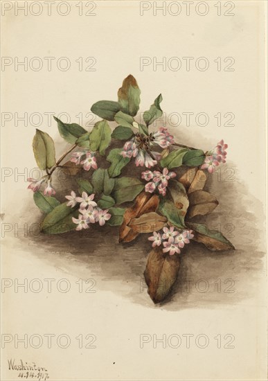 Trailing Arbutus (Epigaea repens), 1917.