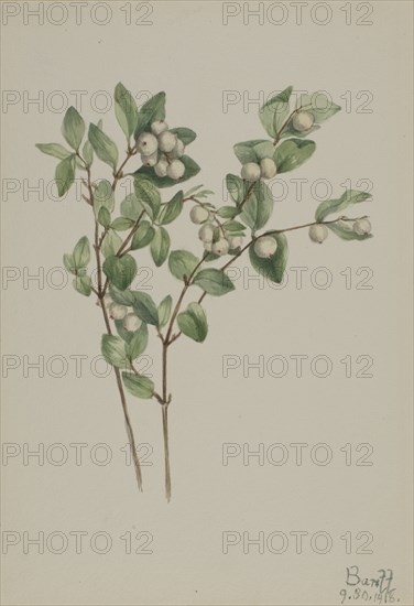 Snowberry (Symphoricarpos albus), 1918.