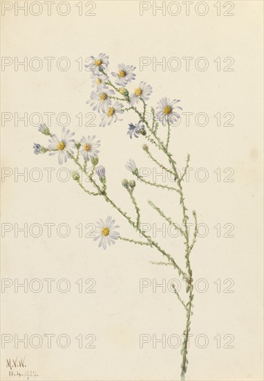 Pineland Aster (Aster squarrosus), 1922.