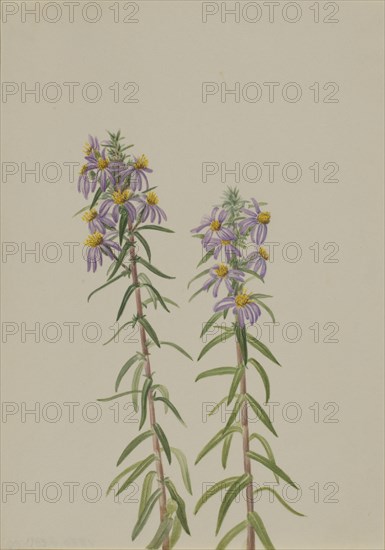 Aster (Aster hirariifolius), 1923.