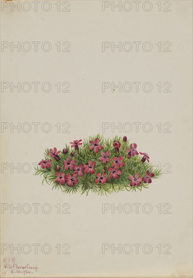 Moss Campion (Silene acaulis), 1924.