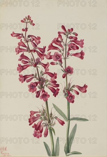 Parry's Penstemon (Penstemon parryi), 1927.