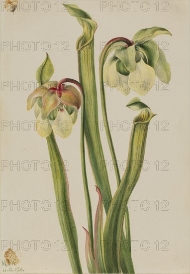 Hybrid Pitcherplant (Sarracenia minor), 1930.