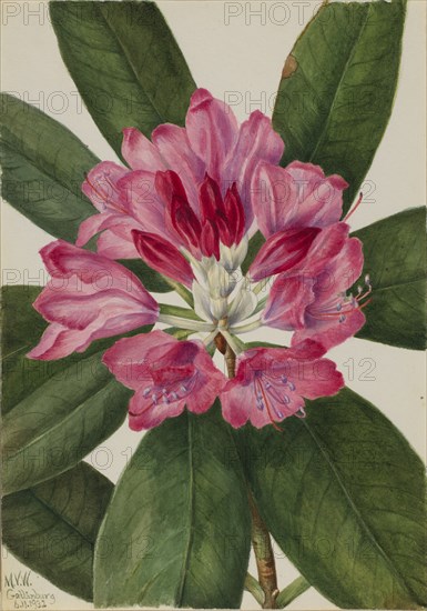 Mountain Rose-Bay (Rhododendron catawbiense), 1932.