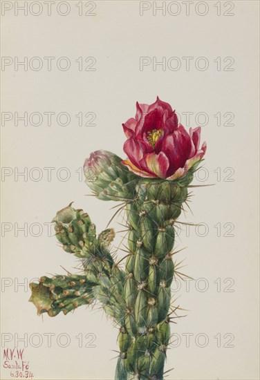 Walkingstick Cholla (Opuntia imbricata), 1934.