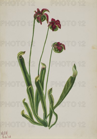 (Untitled--Flower Study), 1940.