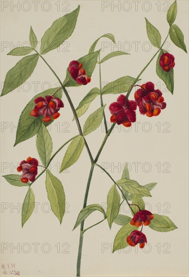 Strawberry Bush-"Hearts Bustin' with Love" (Euonymus Americanus), 1930.