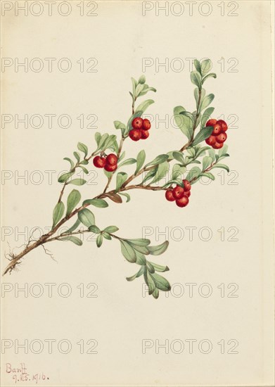 Bearberry (Arctostaphylos uva-ursi), 1916.