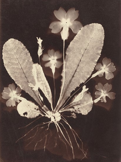 Botanical Photogram, 1860s.