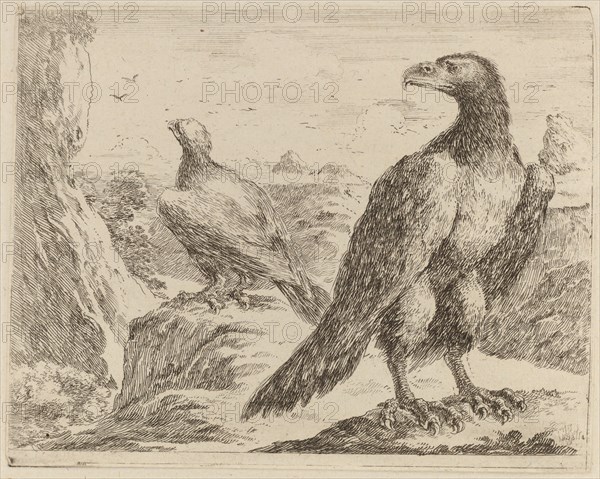 Two Eagles, Both with Heads Turned to the Left.