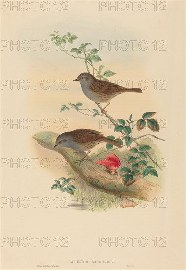 Accentor modularis (Dunnock).