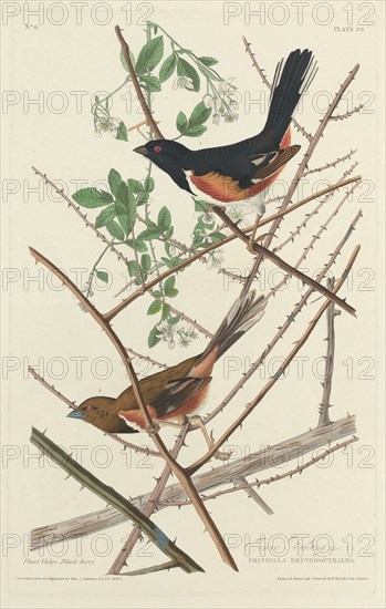 Towee Bunting, 1828.