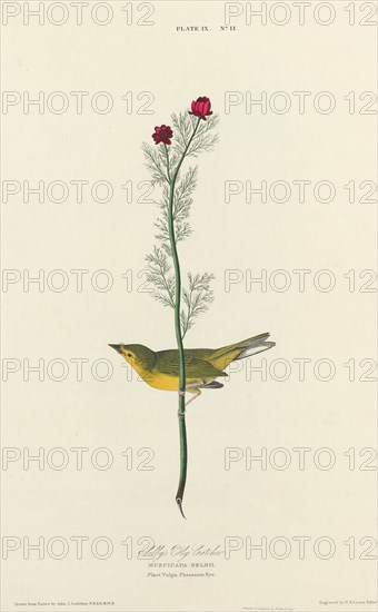 Selby's Fly Catcher, 1827. [Muscicapa selbii. Plant Vulgo. Pheasants Eye].